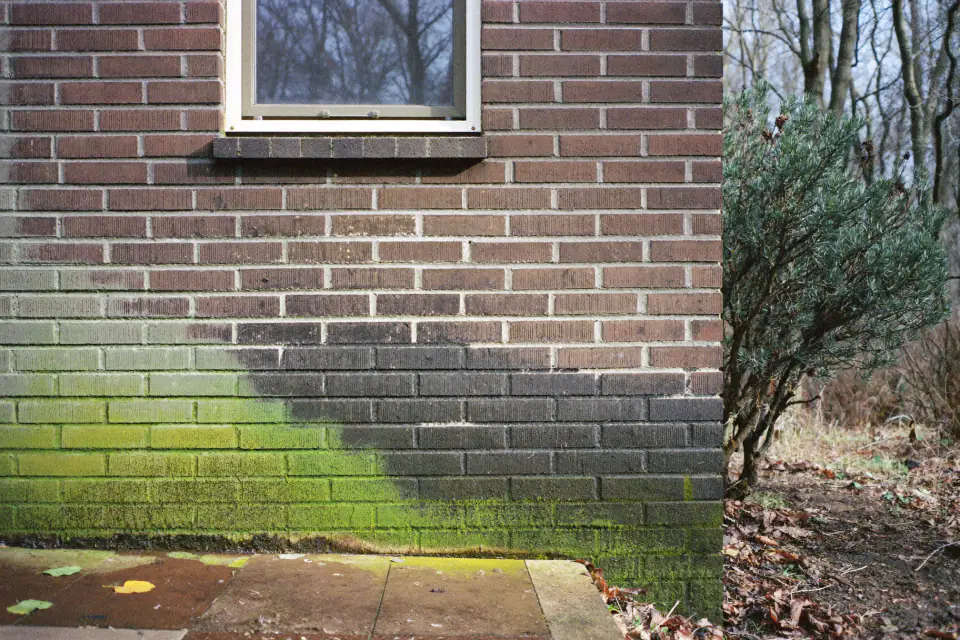 Groene aanslag en donkere strepen op een bakstenen gevel van een woning onder hoge bomen